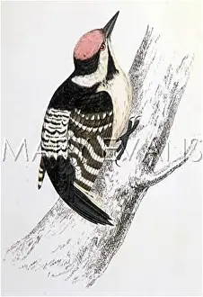 Dendrocopus: LESSER SPOTTED WOODPECK