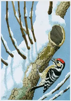 Woodpecker: Lesser Spotted Woodpecker