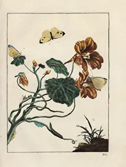 Metamorphoses: Lesser white cabbage butterfly on a flower