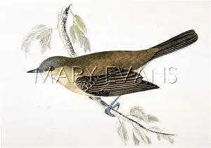Whitethroat: LESSER WHITETHROAT
