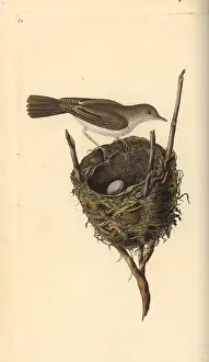 1794 1819: Lesser whitethroat, Sylvia communis, with nest and egg