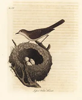 Whitethroat: Lesser whitethroat, Sylvia curruca