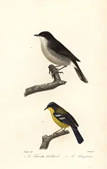 Lesser whitethroat and yellow-throated warbler