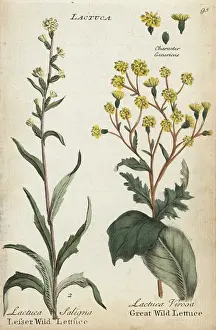 Principally: Lesser wild lettuce and great wild lettuce