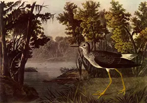 Tributary: Lesser Yellow Legs