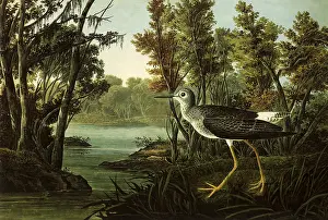 Flavipes: Lesser Yellowlegs