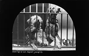Longing: Let Us Out, Please