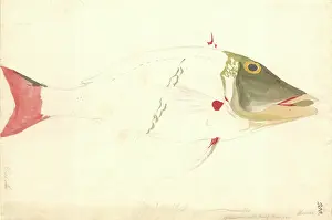 Bream: Lethrinus miniatus, sweetlips emperor