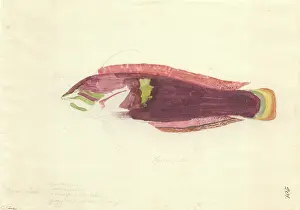 Bream: Lethrinus nebulosus, spangled emperor