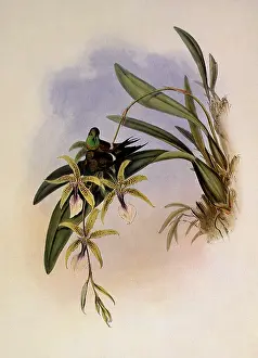 Orchids: Letitia, Gouldia L...aetiti...ae
