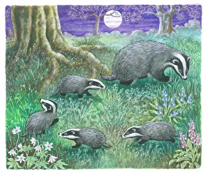 Badgers: Let's Meet Some Baby Animals