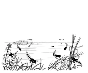 Frogspawn: Let's Meet Some Baby Animals