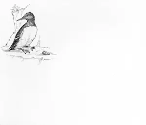Guillemot: Let's Visit the Seaside