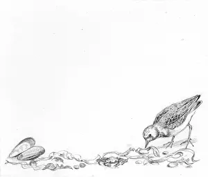 Turnstone: Let's Visit the Seaside