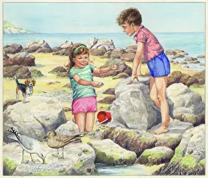 Gulls: Let's Visit the Seaside