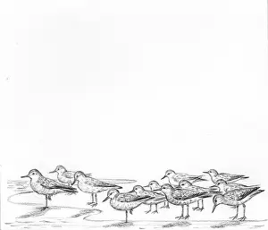 Knots: Let's Visit the Seaside