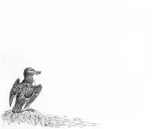 Razorbill: Let's Visit the Seaside