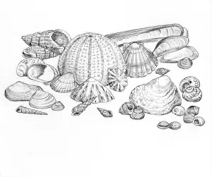 Scallop: Let's Visit the Seaside