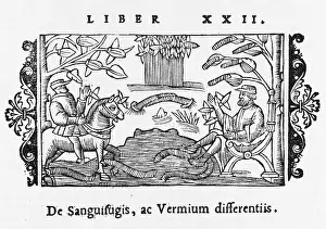 Leeches: LETTING WITH LEECHES