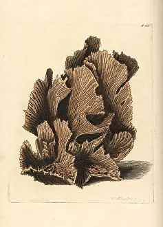 Lactuca: Lettuce coral, Pectinia lactuca