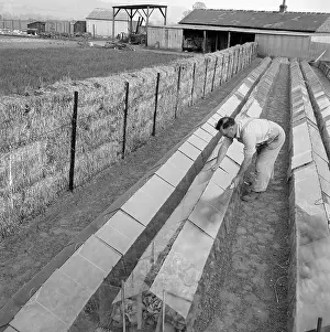Cloches: Lettuce Growing