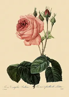 Centifolia: Lettuce-Leaved Rose