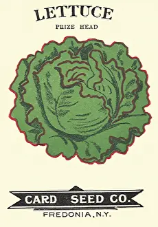 Lettuce: Lettuce Seed Packet