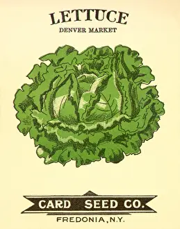 Leafy: Lettuce Seed Packet