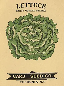Lettuce: Lettuce Seed Packet