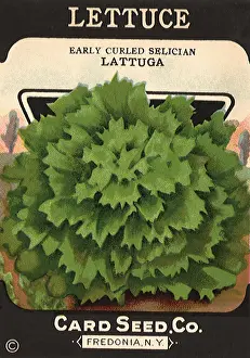 Curled: Lettuce Seed Packet