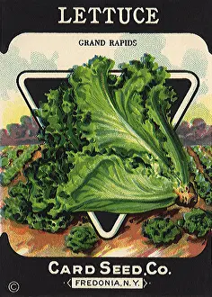 Lettuce: Lettuce Seed Packet