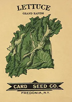Packets: Lettuce Seed Packet