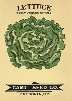 Packets: Lettuce Seed Packet