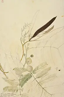 Dionysius: Leucaena leucocephala, coffee bush