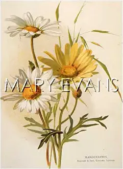 Marguerites: LEUCANTHEMUM VULGARE