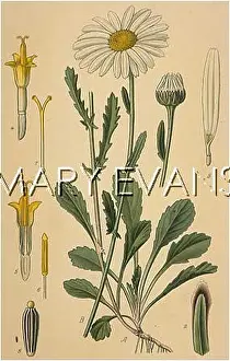 Leucanthemum: LEUCANTHEMUM VULGARE