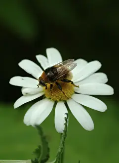 Chrysanthemum: Leucanthemum vulgare, oxeye daisy