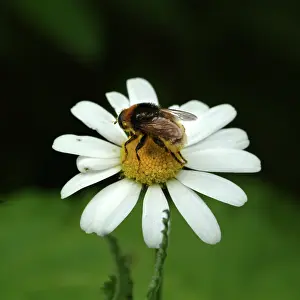 Chrysanthemum: Leucanthemum vulgare, oxeye daisy