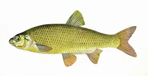 Cyprinidae: Leuciscus idus, or Ide