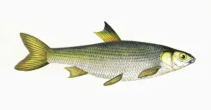 Brackish: Leuciscus leuciscus, or Common Dace