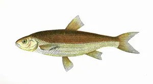 Brackish: Leuciscus leuciscus, or Common Dace