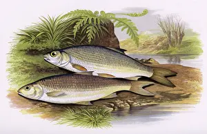 Dace: Leuciscus leuciscus, or Graining and Dace