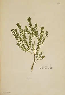 Ericaceae: Leucopogon ruscifolius, bearded heath