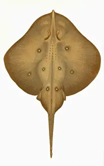 Raja: Leucoraja circularis, or Sandy Ray