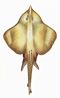 Raja: Leucoraja fullonica, or Shagreen Ray