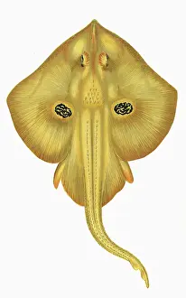 Raja: Leucoraja naevus, or Cuckoo Ray