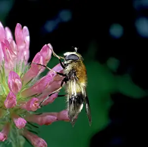 Pollen: Leucozona lucorum L. hoverfly