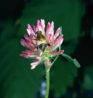Trifolium: Leucozona lucorum L. hoverfly