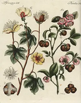 Bertuch: Levant cotton and tea plant