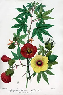 Gossypium: Levant and Tree cotton
